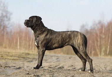 Cane Corso