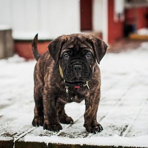 Cane Corso