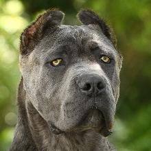 Cane Corso