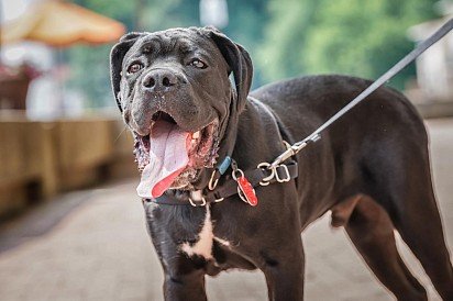 Cane Corso on leash