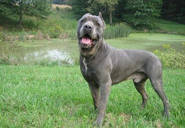 Cane Corso