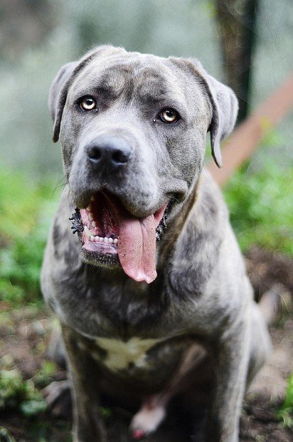 Cane Corso