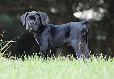 Cane Corso