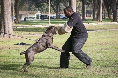 Cane Corso Training