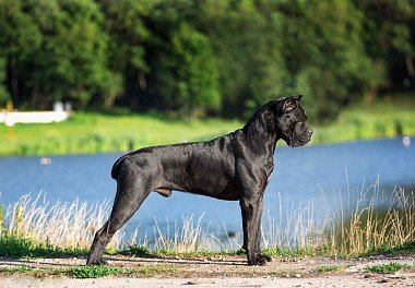 Cane Corso