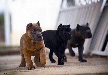 Cane Corso