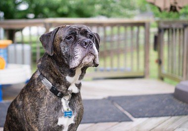 Cane Corso