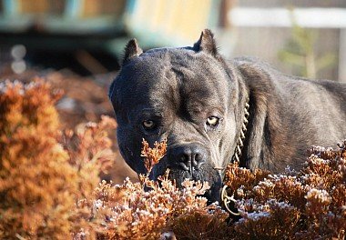 Cane Corso