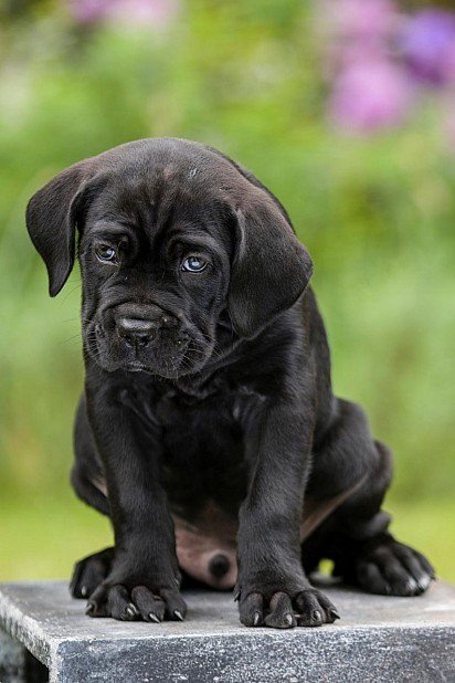 Cane Corso Puppy