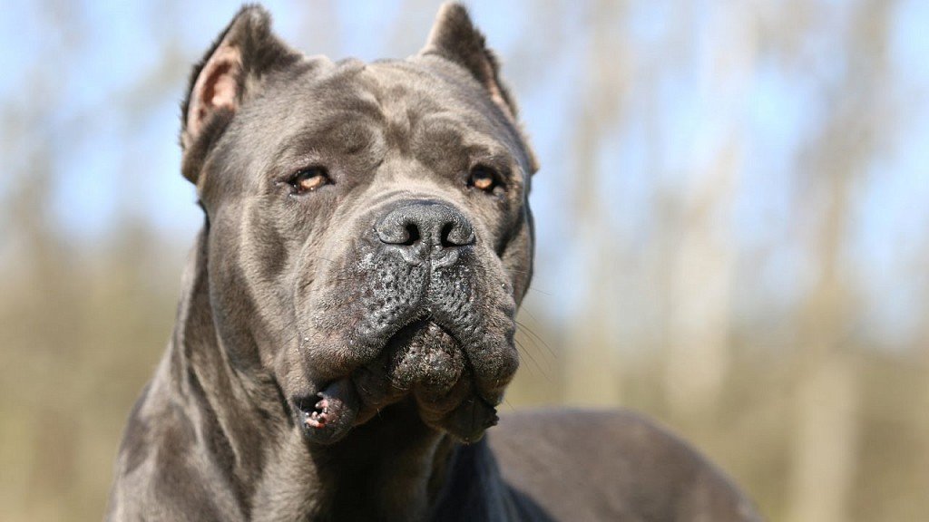 Cane Corso Muzzle