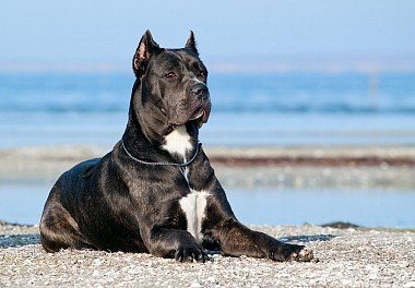 Cane Corso