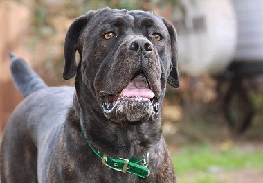 Cane Corso