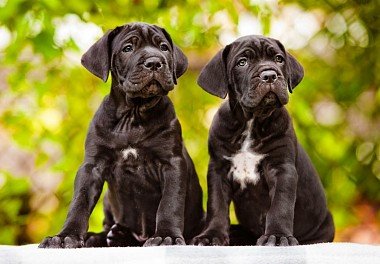 Cane Corso