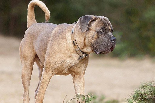 Deer-colored Cane Corso