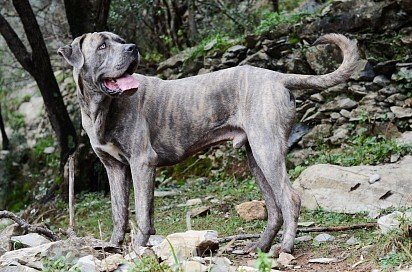 Tiger-colored Cane Corso