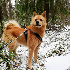 Karelian-Finnish husky