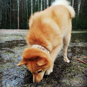 Karelian-Finnish husky