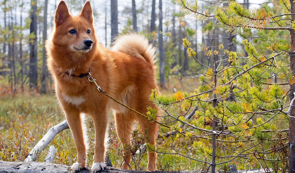 Karelian-Finnish husky