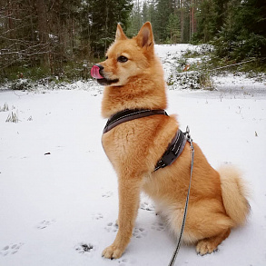 Karelian-Finnish husky