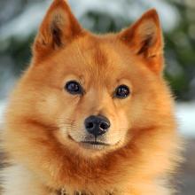 Karelo-Finnish laika (Finnish Spitz) 