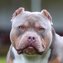 American Bully