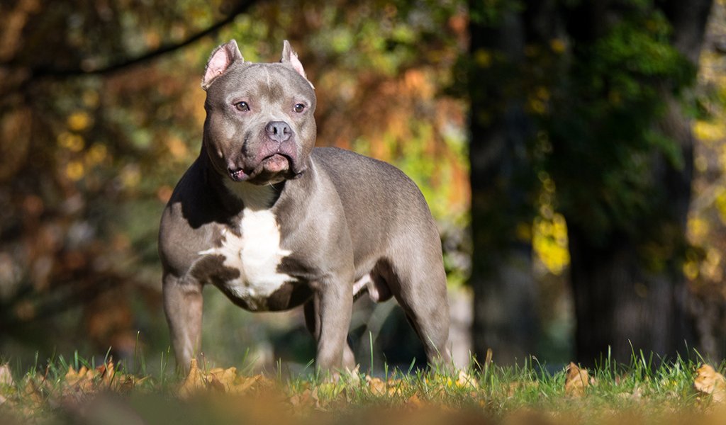 American Bullie