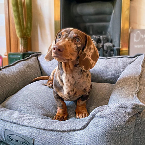 Dwarf Dachshund