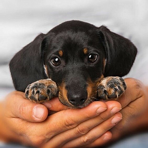 Dwarf Dachshund