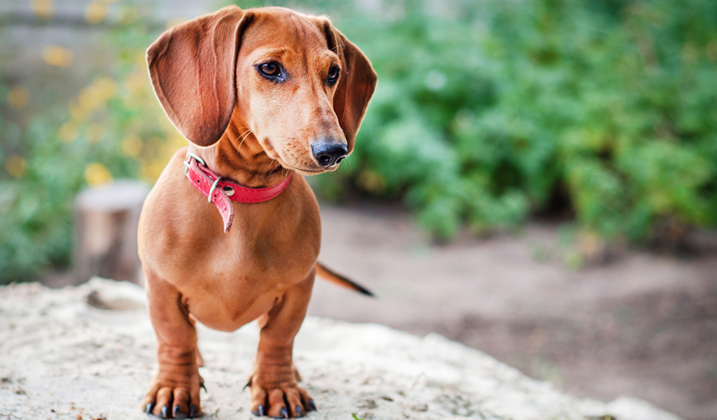 Dwarf Dachshund