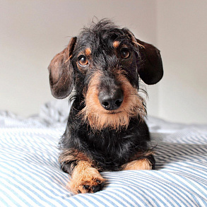 Dwarf Dachshund