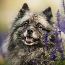 Keeshond