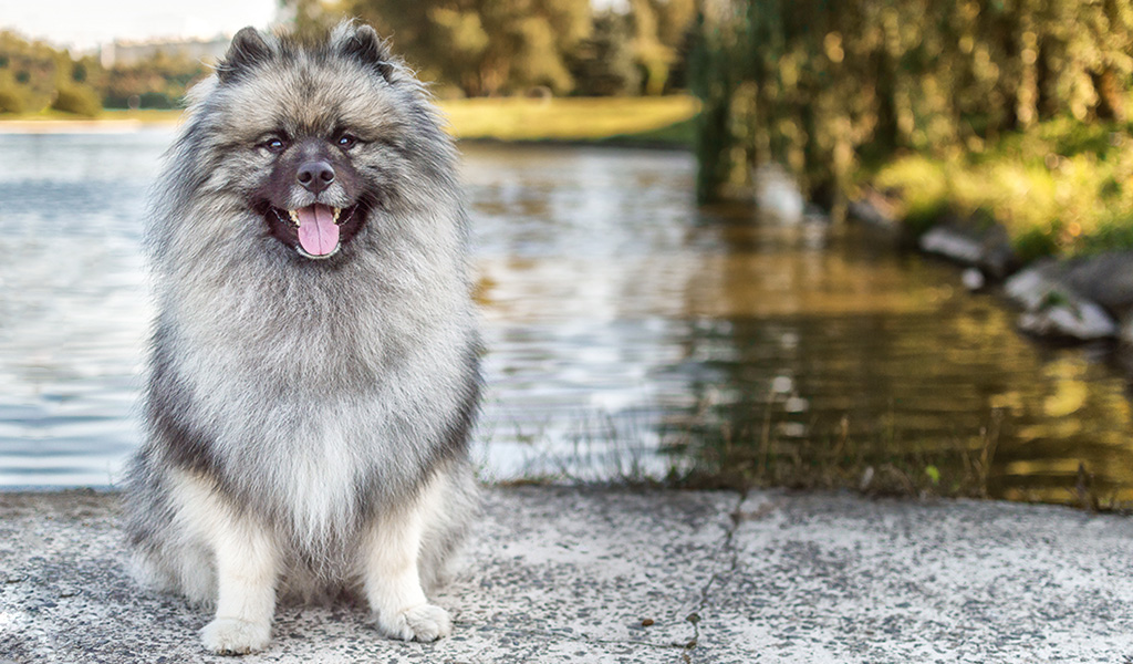 Keeshond