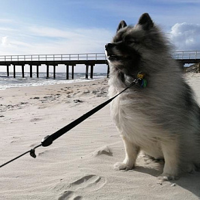 Keeshond