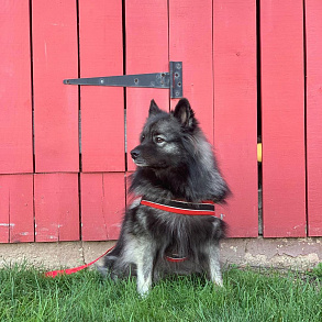 Keeshond