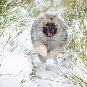 Keeshond