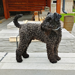 Kerry Blue Terrier