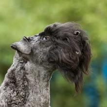 Kerry Blue Terrier