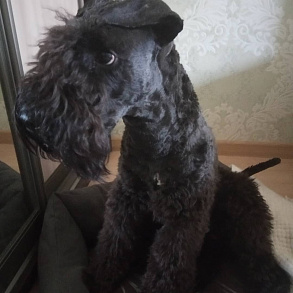 Kerry Blue Terrier