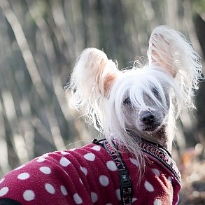 Chinese Crested Dog