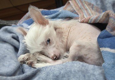 Chinese Crested Dog