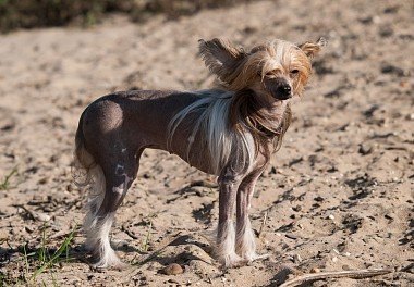 Chinese Crested Dog