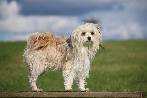 Chinese Crested Powderpuff Dog