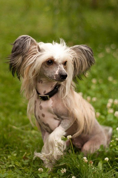 Chinese Crested Dog