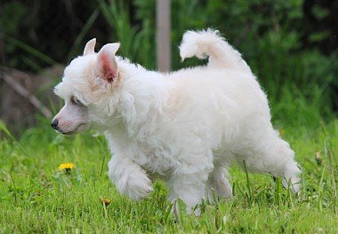 Chinese Crested Dog