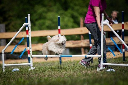 Chinese Crested Dog Training