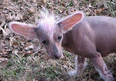 Chinese Crested Dog