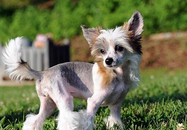 Chinese Crested Dog