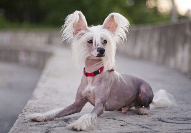 Chinese Crested Dog