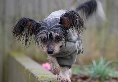 Chinese Crested Dog