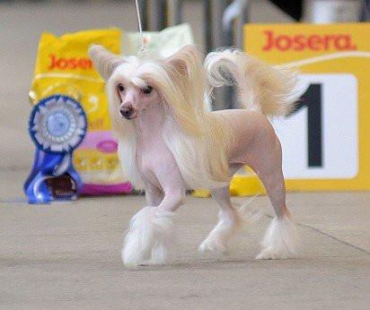 Naked Chinese dog on show